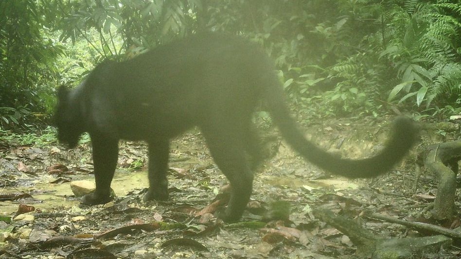 Black Panther captured on camera trap for first time in Assam's Dulung Reserve Forest Black Panther captured on camera trap for first time in Assam's Dulung Reserve Forest