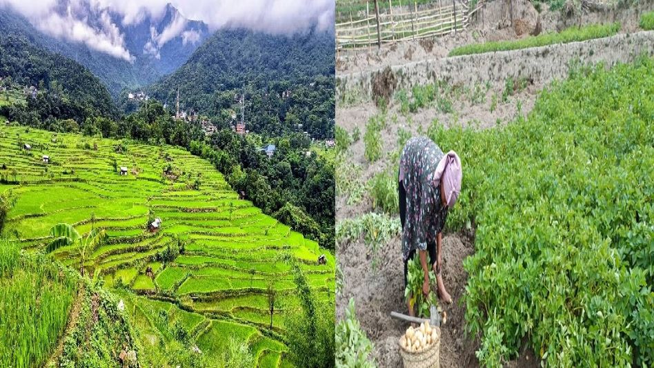 Nagaland University study highlights role of indigenous knowledge in sustaining Angami terrace farming Nagaland University study highlights role of indigenous knowledge in sustaining Angami terrace farming