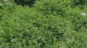 Assam: Parthenium infestation along NH-127 continues despite earlier intervention Assam: Parthenium infestation along NH-127 continues despite earlier intervention