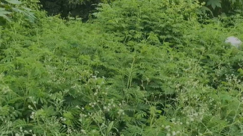 Assam: Parthenium infestation along NH-127 continues despite earlier intervention Assam: Parthenium infestation along NH-127 continues despite earlier intervention