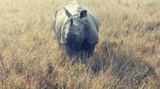 Manas National Park records zero rhino and tiger poaching for three consecutive years: Assam CM Manas National Park records zero rhino and tiger poaching for three consecutive years: Assam CM
