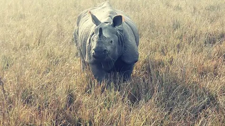 Manas National Park records zero rhino and tiger poaching for three consecutive years: Assam CM Manas National Park records zero rhino and tiger poaching for three consecutive years: Assam CM
