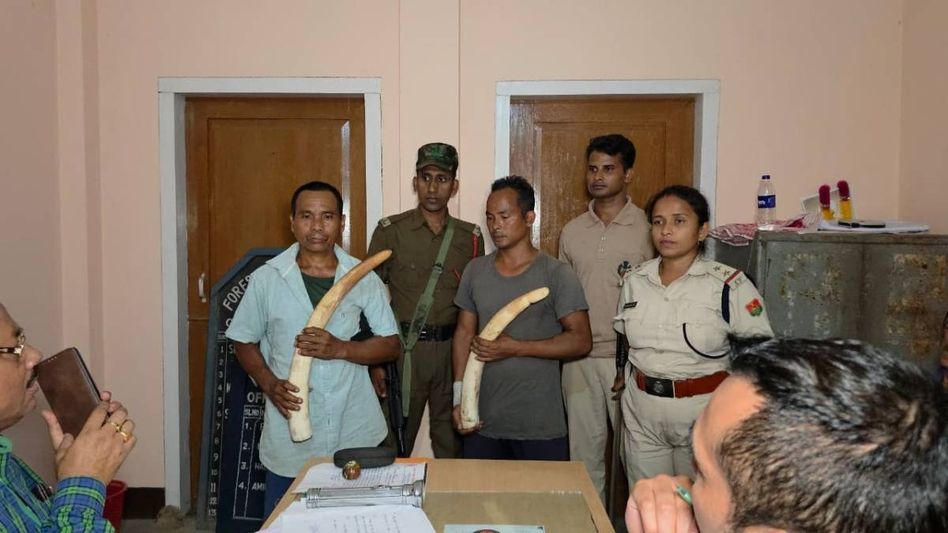 Assam: Elephant ivory seized at Bamunigaon, two arrested in wildlife trafficking crackdown Assam: Elephant ivory seized at Bamunigaon, two arrested in wildlife trafficking crackdown
