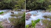 Rare Himalayan goat-antelope Mishmi Takin filmed in Sikkim after over two decades Rare Himalayan goat-antelope Mishmi Takin filmed in Sikkim after over two decades
