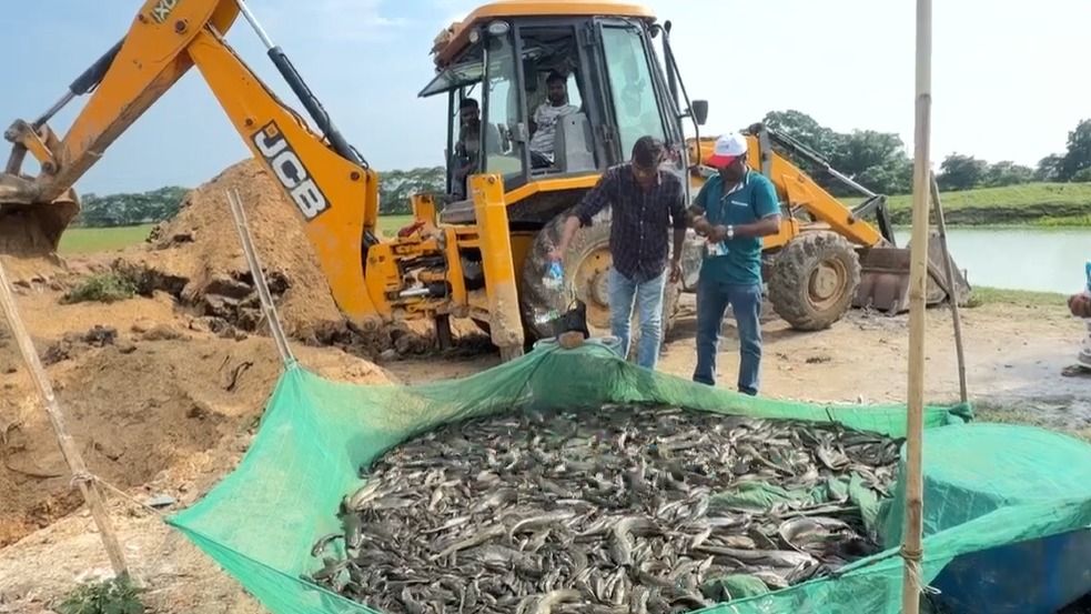 Assam Fisheries Department seizes 7 quintals of banned Thai catfish in Boko crackdown Assam Fisheries Department seizes 7 quintals of banned Thai catfish in Boko crackdown