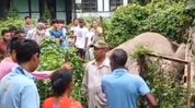 Assam: Wild elephant electrocuted after coming in contact with transformer in Sonitpur's Chariduar Assam: Wild elephant electrocuted after coming in contact with transformer in Sonitpur's Chariduar