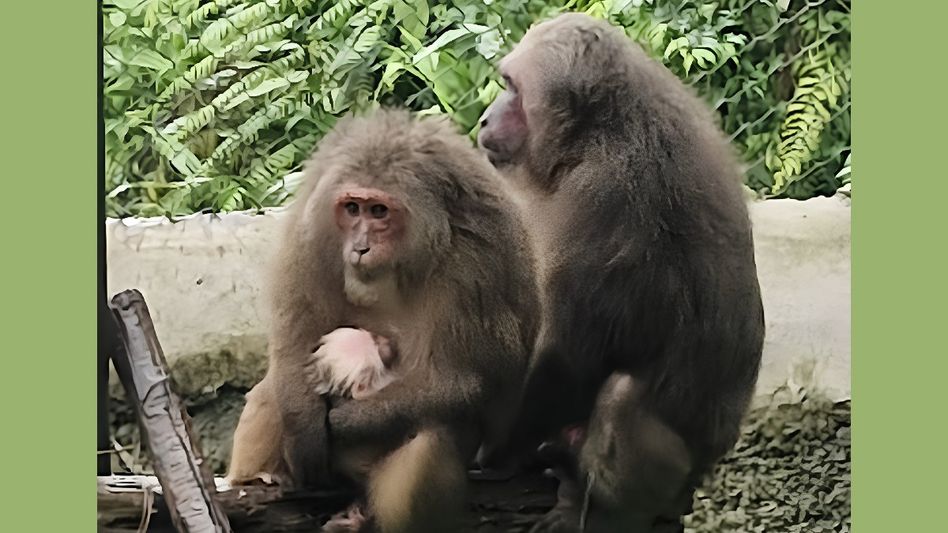 Meghalaya zoo records first breeding success of vulnerable stump-tailed macaque Meghalaya zoo records first breeding success of vulnerable stump-tailed macaque