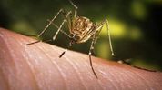 Rangia reports rise in Japanese Encephalitis cases, two dead, health department intensifies response Rangia reports rise in Japanese Encephalitis cases, two dead, health department intensifies response