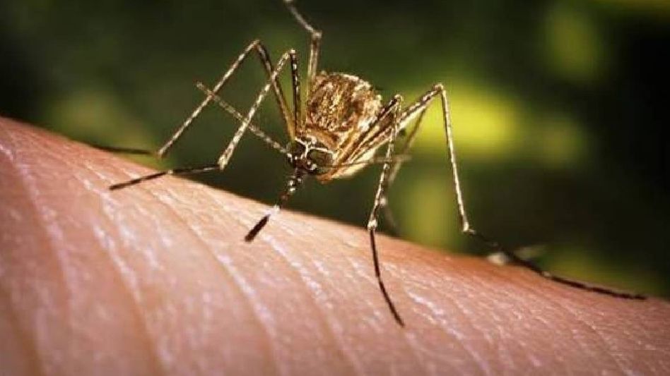 Rangia reports rise in Japanese Encephalitis cases, two dead, health department intensifies response Rangia reports rise in Japanese Encephalitis cases, two dead, health department intensifies response