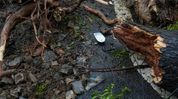 Assam: Man, eight-year-old son killed after roadside tree falls on two-wheeler in Mirza Assam: Man, eight-year-old son killed after roadside tree falls on two-wheeler in Mirza
