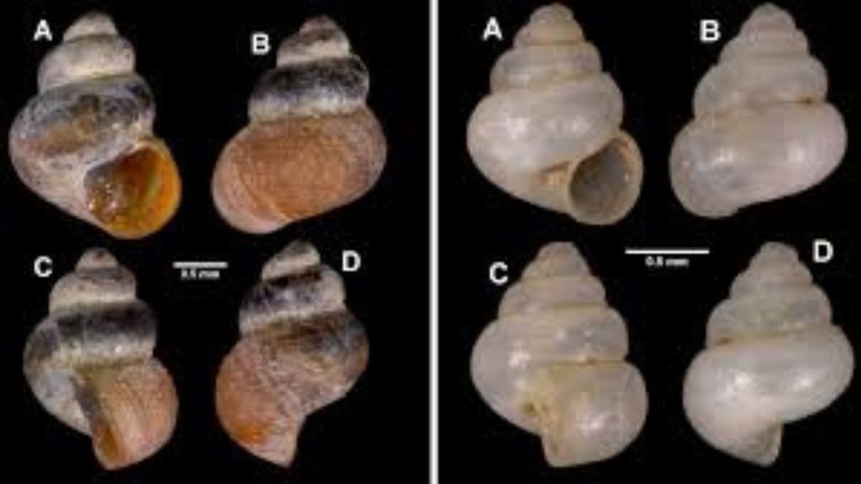 Two new microscopic snail species discovered in Meghalaya's limestone caves Two new microscopic snail species discovered in Meghalaya's limestone caves