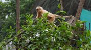 Seven rescued Golden Langurs released into the wild at Sikhna Jwhwlao National Park: Minister Jayanta Mallabaruah Seven rescued Golden Langurs released into the wild at Sikhna Jwhwlao National Park: Minister Jayanta Mallabaruah