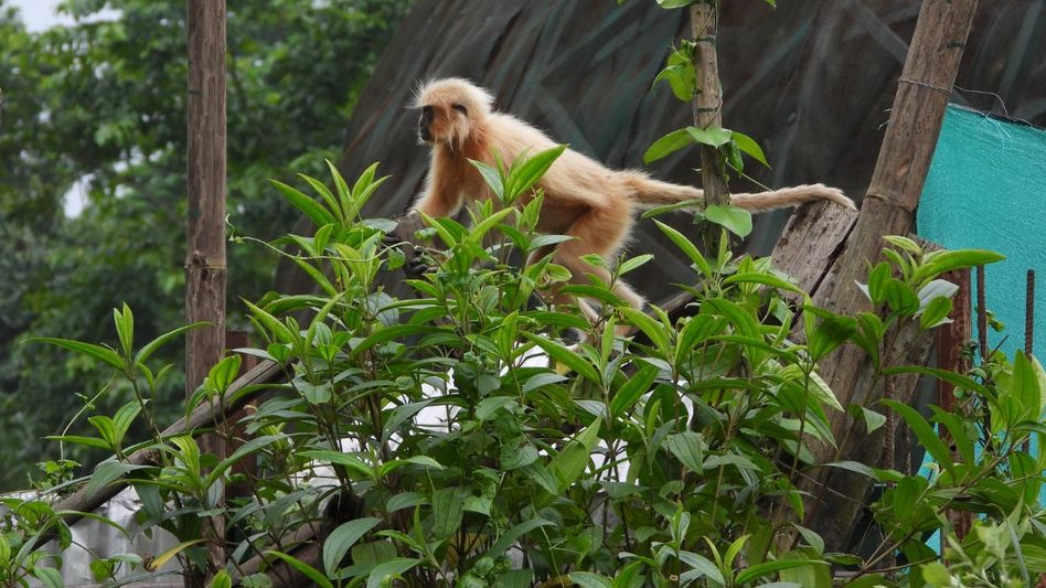Seven rescued Golden Langurs released into the wild at Sikhna Jwhwlao National Park: Minister Jayanta Mallabaruah Seven rescued Golden Langurs released into the wild at Sikhna Jwhwlao National Park: Minister Jayanta Mallabaruah