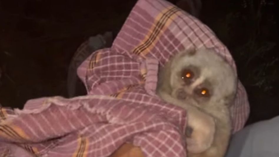 Endangered Bengal Slow Loris rescued after being found injured in Assam's Karbi Anglong Endangered Bengal Slow Loris rescued after being found injured in Assam's Karbi Anglong
