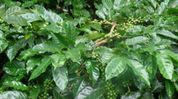Sikkim launches India's first Himalayan specialty coffee impact district Sikkim launches India's first Himalayan specialty coffee impact district