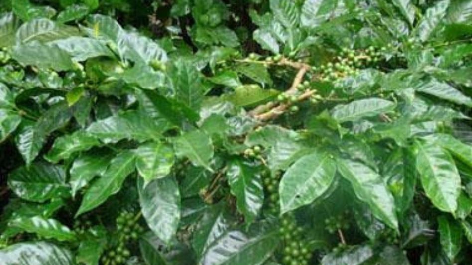 Sikkim launches India's first Himalayan specialty coffee impact district Sikkim launches India's first Himalayan specialty coffee impact district