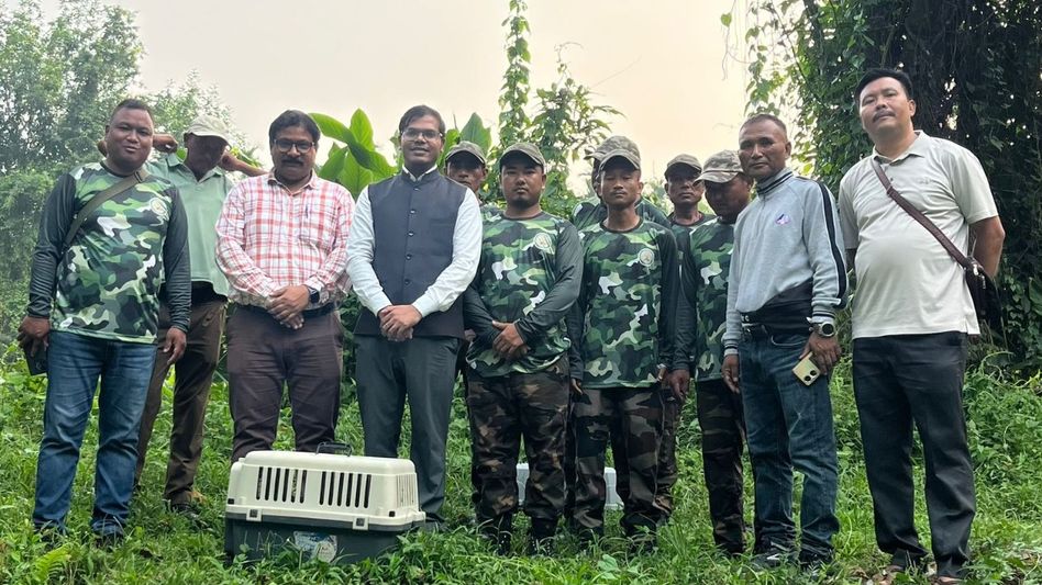 Meghalaya releases rehabilitated pangolin, palm civet into protected sanctuary Meghalaya releases rehabilitated pangolin, palm civet into protected sanctuary