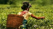 Assam brings small tea growers under Farmers' Registry Portal Assam brings small tea growers under Farmers' Registry Portal