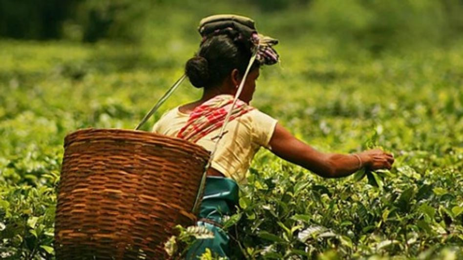 Assam brings small tea growers under Farmers' Registry Portal Assam brings small tea growers under Farmers' Registry Portal