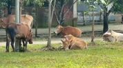 Assam Police seize truck carrying 40 suspected stolen cattle in Sivasagar, two detained Assam Police seize truck carrying 40 suspected stolen cattle in Sivasagar, two detained