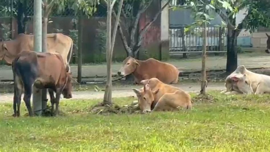 Assam Police seize truck carrying 40 suspected stolen cattle in Sivasagar, two detained Assam Police seize truck carrying 40 suspected stolen cattle in Sivasagar, two detained