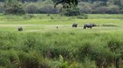 Assam: Prohibitory orders imposed along Kaziranga highway amid flood threat Assam: Prohibitory orders imposed along Kaziranga highway amid flood threat