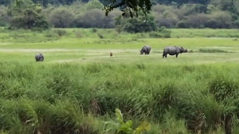 Assam: Prohibitory orders imposed along Kaziranga highway amid flood threat Assam: Prohibitory orders imposed along Kaziranga highway amid flood threat