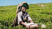 Sikkim CM salutes farmers on Asar 15, vows to modernise agriculture Sikkim CM salutes farmers on Asar 15, vows to modernise agriculture