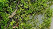 Juvenile gharial sighting in Assam's West Karbi Anglong signals revival of river ecosystem: Himanta Juvenile gharial sighting in Assam's West Karbi Anglong signals revival of river ecosystem: Himanta