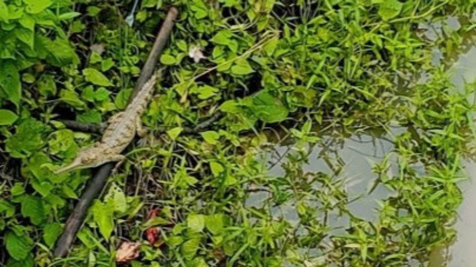 Juvenile gharial sighting in Assam's West Karbi Anglong signals revival of river ecosystem: Himanta Juvenile gharial sighting in Assam's West Karbi Anglong signals revival of river ecosystem: Himanta