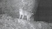 Eurasian Lynx photographed in Sikkim for first time during high-altitude wildlife survey Eurasian Lynx photographed in Sikkim for first time during high-altitude wildlife survey