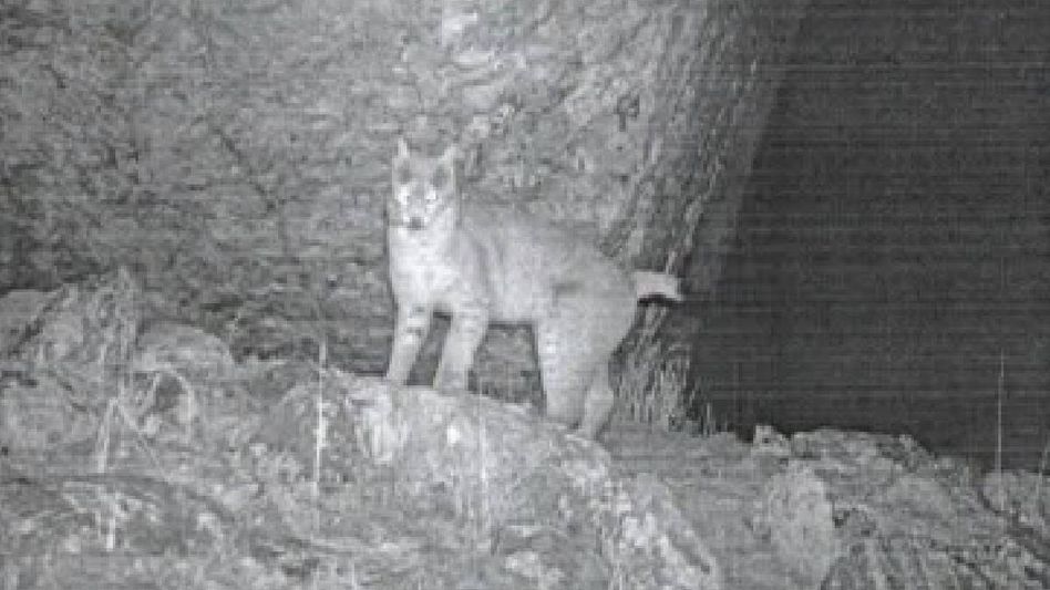 Eurasian Lynx photographed in Sikkim for first time during high-altitude wildlife survey Eurasian Lynx photographed in Sikkim for first time during high-altitude wildlife survey