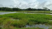National Biodiversity Authority grants Biodiversity Heritage Site status to Assam's Borjuli National Biodiversity Authority grants Biodiversity Heritage Site status to Assam's Borjuli