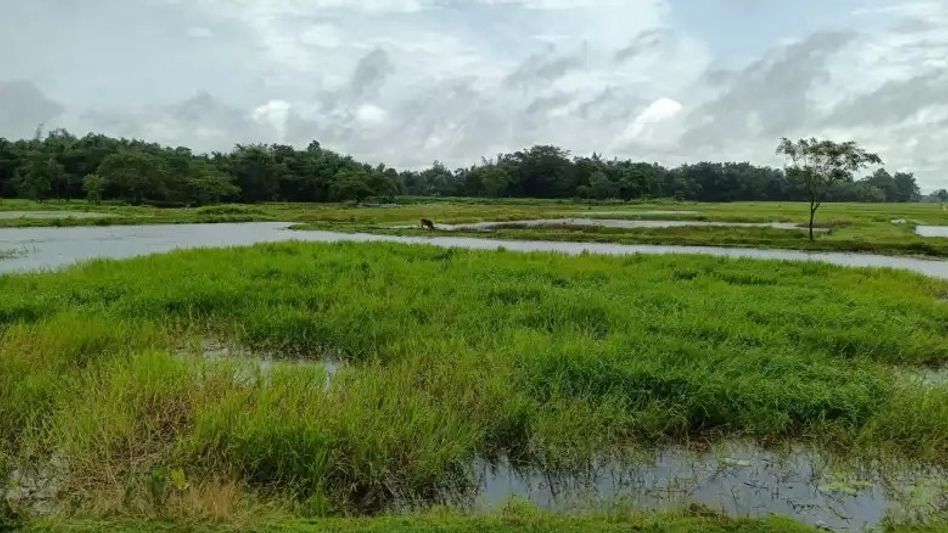 National Biodiversity Authority grants Biodiversity Heritage Site status to Assam's Borjuli National Biodiversity Authority grants Biodiversity Heritage Site status to Assam's Borjuli