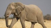 Human deaths in Assam's Lakhipur human-elephant conflict hotspot drop sharply amid joint mitigation efforts Human deaths in Assam's Lakhipur human-elephant conflict hotspot drop sharply amid joint mitigation efforts