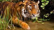 Tiger population rises fourfold in Assam's Nameri Tiger Reserve Tiger population rises fourfold in Assam's Nameri Tiger Reserve