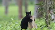 'Ghost Rider' black panther spotted in Manas, CMO Assam showcases rare wildlife moment 'Ghost Rider' black panther spotted in Manas, CMO Assam showcases rare wildlife moment