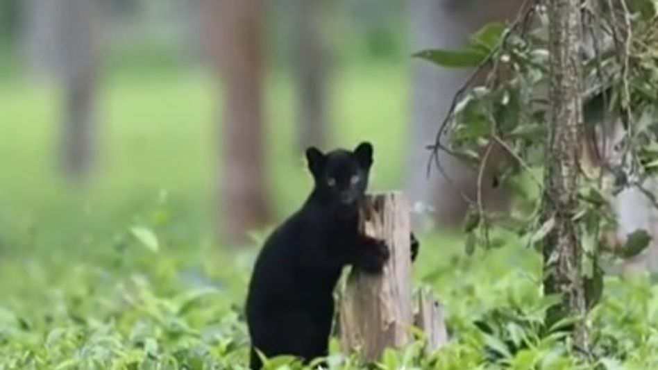 'Ghost Rider' black panther spotted in Manas, CMO Assam showcases rare wildlife moment 'Ghost Rider' black panther spotted in Manas, CMO Assam showcases rare wildlife moment