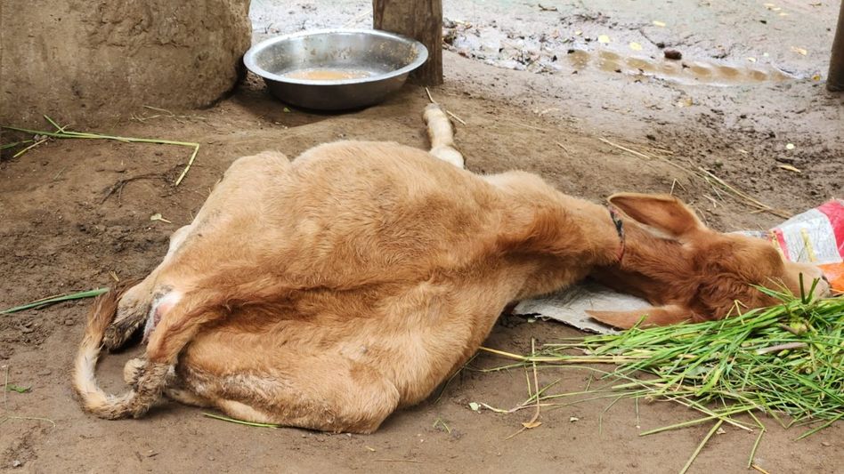 Assam: Lumpy skin disease outbreak in Chhaygaon inflicts heavy losses on livestock farmers Assam: Lumpy skin disease outbreak in Chhaygaon inflicts heavy losses on livestock farmers