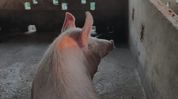 55 pigs culled after African Swine Fever outbreak in Assam's Nagaon 55 pigs culled after African Swine Fever outbreak in Assam's Nagaon