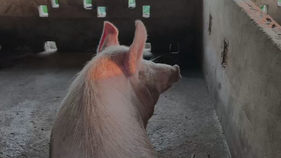 55 pigs culled after African Swine Fever outbreak in Assam's Nagaon 55 pigs culled after African Swine Fever outbreak in Assam's Nagaon