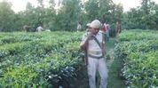 19-year-old's body recovered from tea garden in Assam's Kokrajhar, one arrested, main accused absconding 19-year-old's body recovered from tea garden in Assam's Kokrajhar, one arrested, main accused absconding