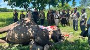 Assam bids farewell to Kaziranga's veteran patrol elephant Joymala after 34 years of service Assam bids farewell to Kaziranga's veteran patrol elephant Joymala after 34 years of service