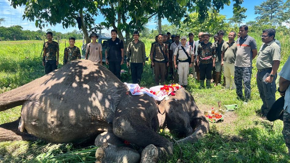 Assam bids farewell to Kaziranga's veteran patrol elephant Joymala after 34 years of service Assam bids farewell to Kaziranga's veteran patrol elephant Joymala after 34 years of service