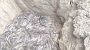 18 quintals of banned Thai catfish seized in Nagaon; vehicle previously caught in similar offence 18 quintals of banned Thai catfish seized in Nagaon; vehicle previously caught in similar offence