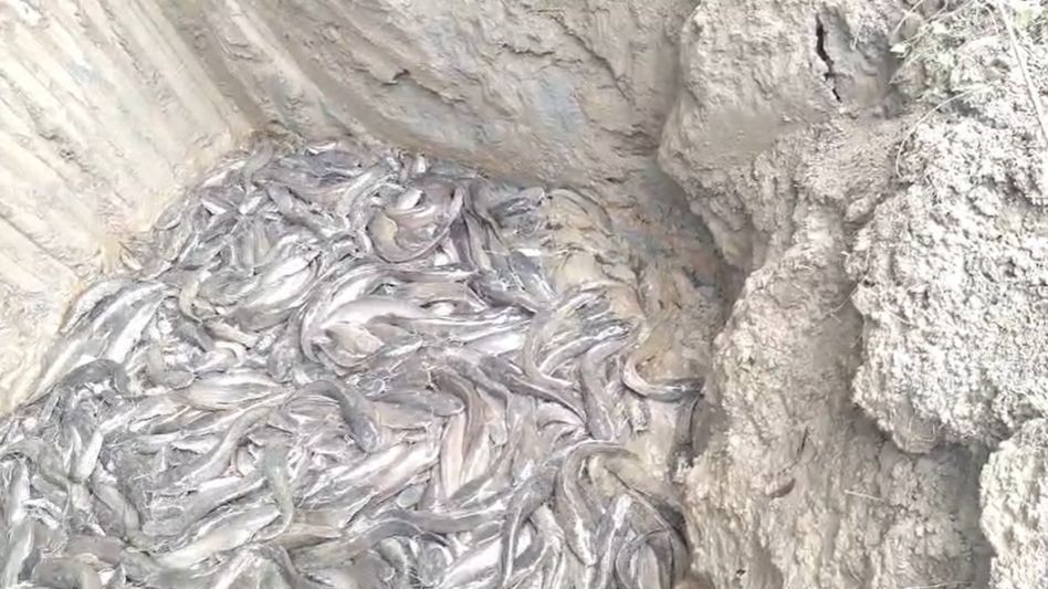 18 quintals of banned Thai catfish seized in Nagaon; vehicle previously caught in similar offence 18 quintals of banned Thai catfish seized in Nagaon; vehicle previously caught in similar offence