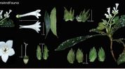 New flowering plant discovered in Arunachal named after Deputy CM Chowna Mein New flowering plant discovered in Arunachal named after Deputy CM Chowna Mein