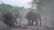 Assam records over 1,100 human-animal conflict deaths since 2016: Minister Assam records over 1,100 human-animal conflict deaths since 2016: Minister