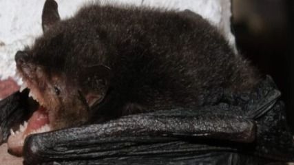 Researchers discover two bat species in India for the first time during Mizoram survey