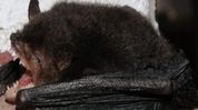 Researchers discover two bat species in India for the first time during Mizoram survey Researchers discover two bat species in India for the first time during Mizoram survey